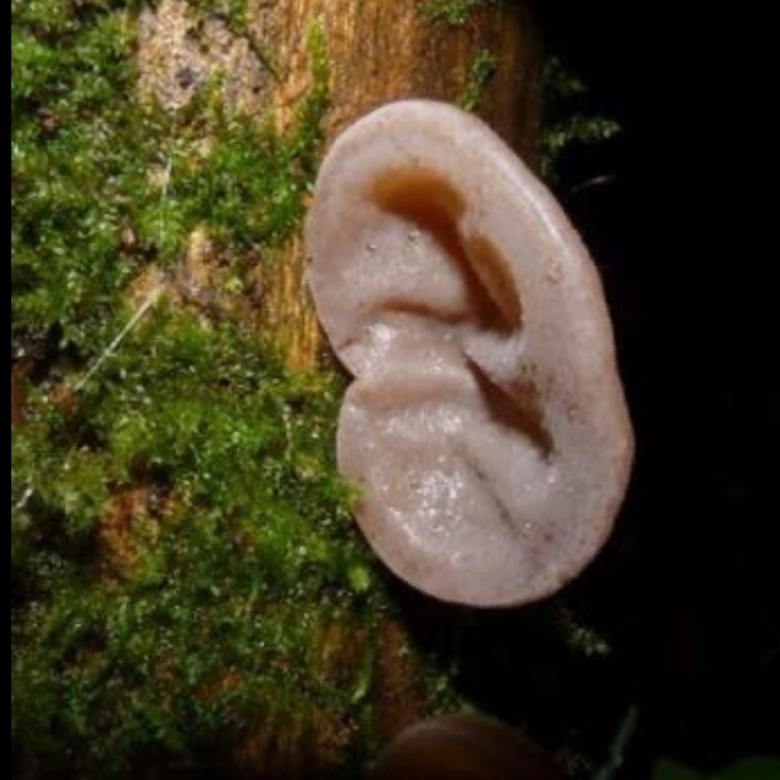 Аурикулярия уховидная