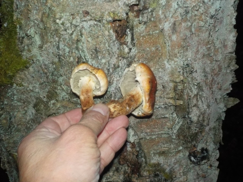 Бабье ухо гриб съедобный