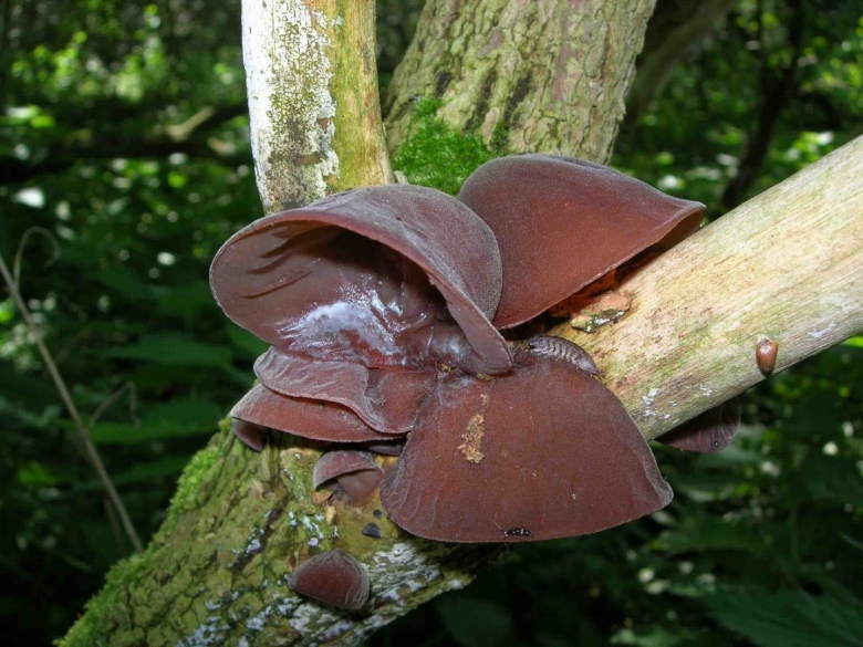 Auricularia polytricha
