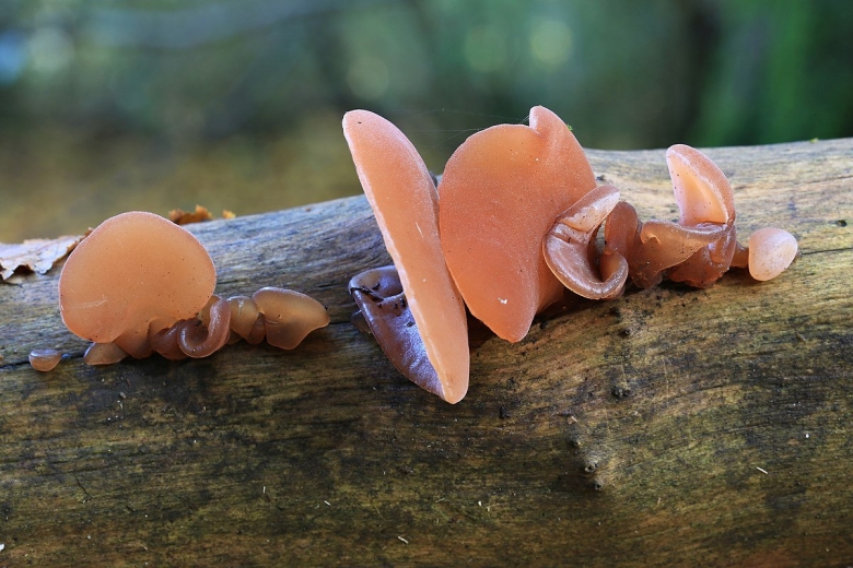 Auricularia auricula