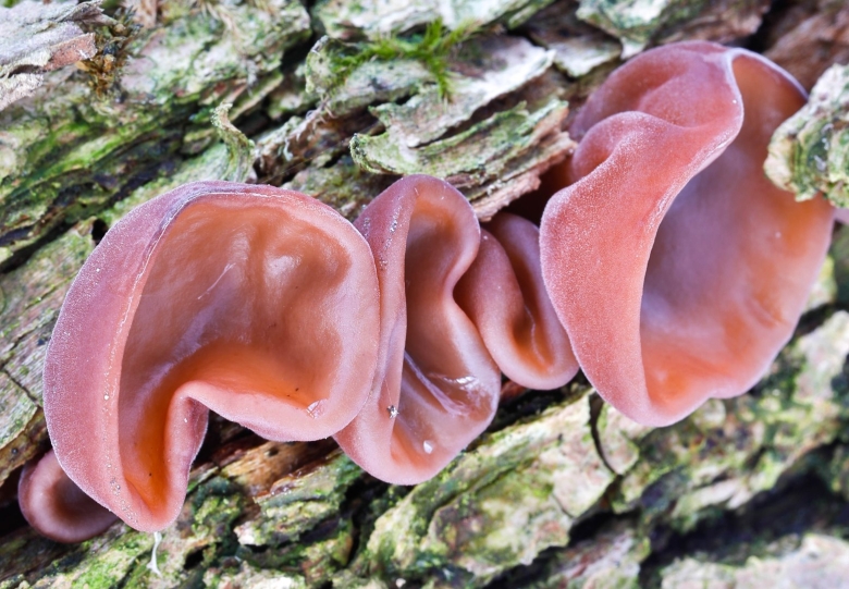 Древесные грибы муэр