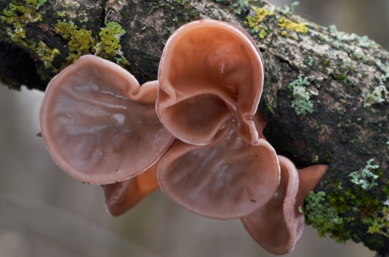 Гриб Аурикулярия уховидная