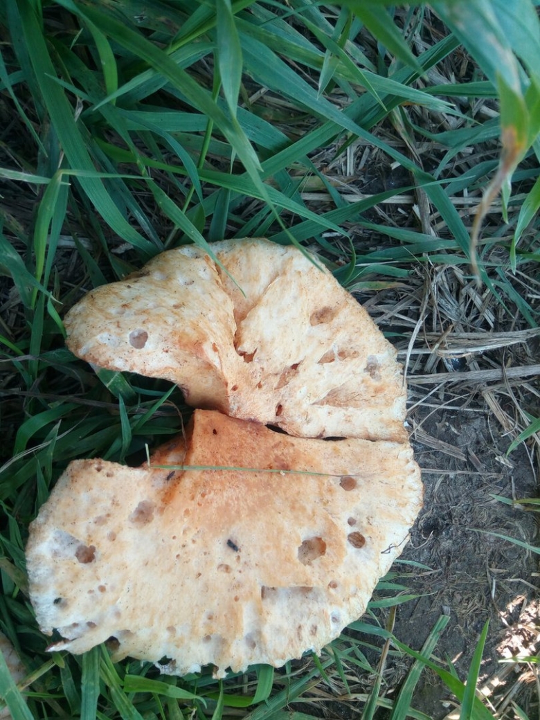 Грибы кремового цвета