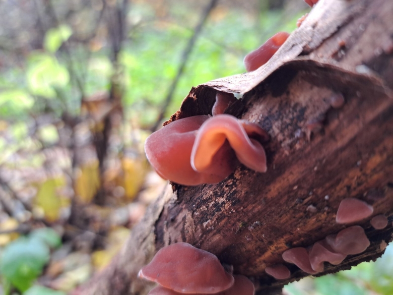 Гриб Аурикулярия уховидная