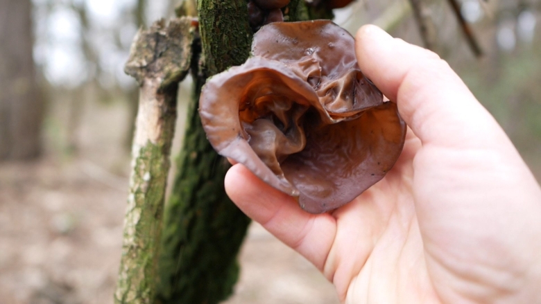 Гриб Аурикулярия уховидная