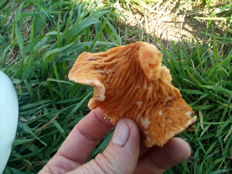 Лисичка обыкновенная гриб