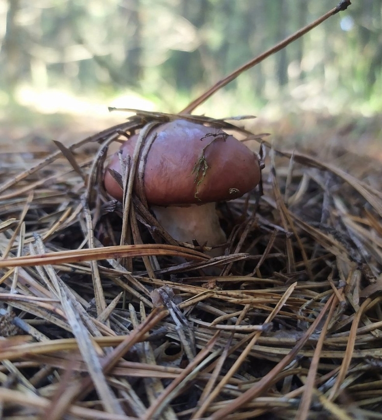 Бабье ухо гриб съедобный