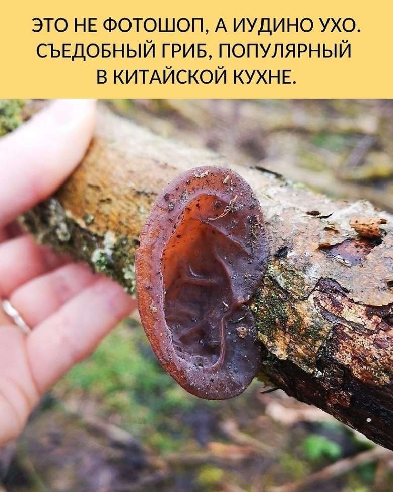 Аурикулярия уховидная