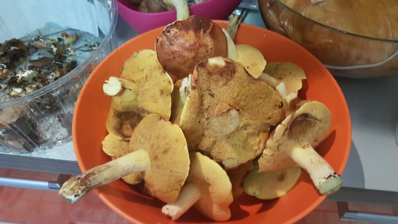 Маслята переросшие