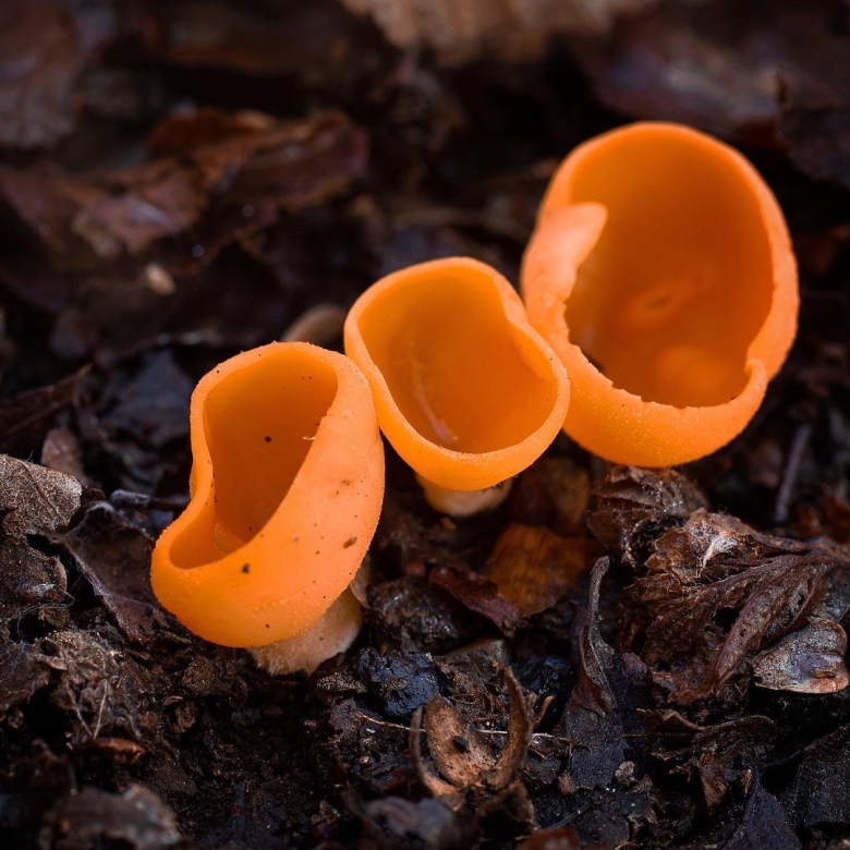 Алеврия оранжевая грибы алеврия