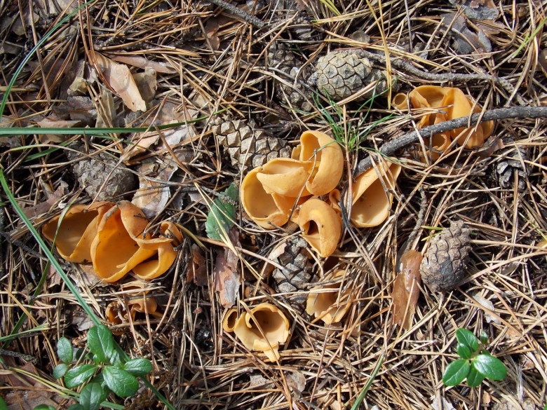 Гриб ослиные уши