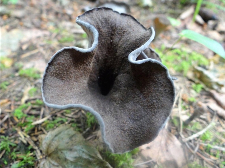 Вороночник рожковидный