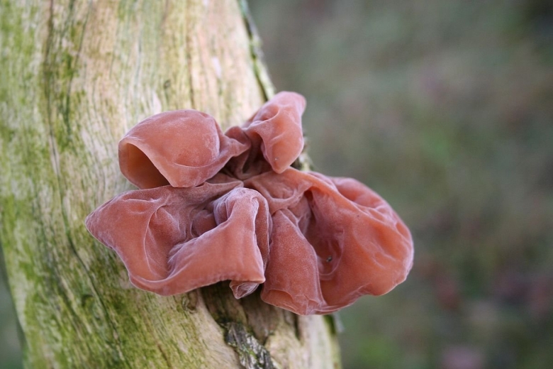 Auricularia auricula