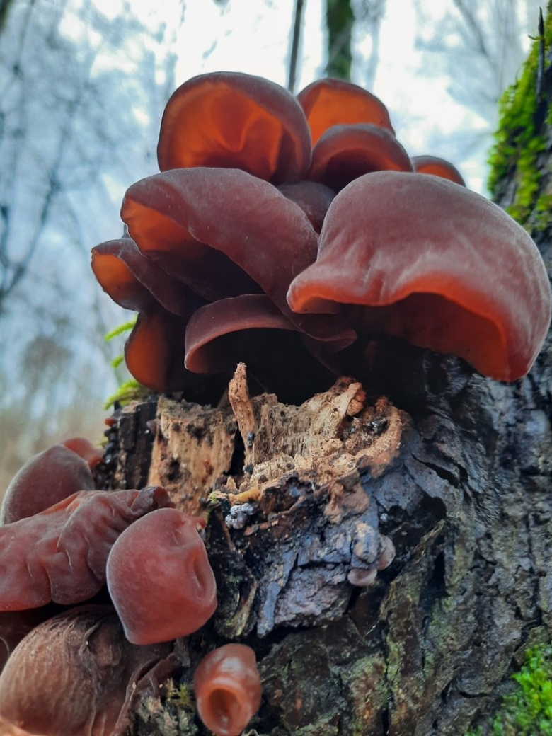 Аурикулярия густоволосистая