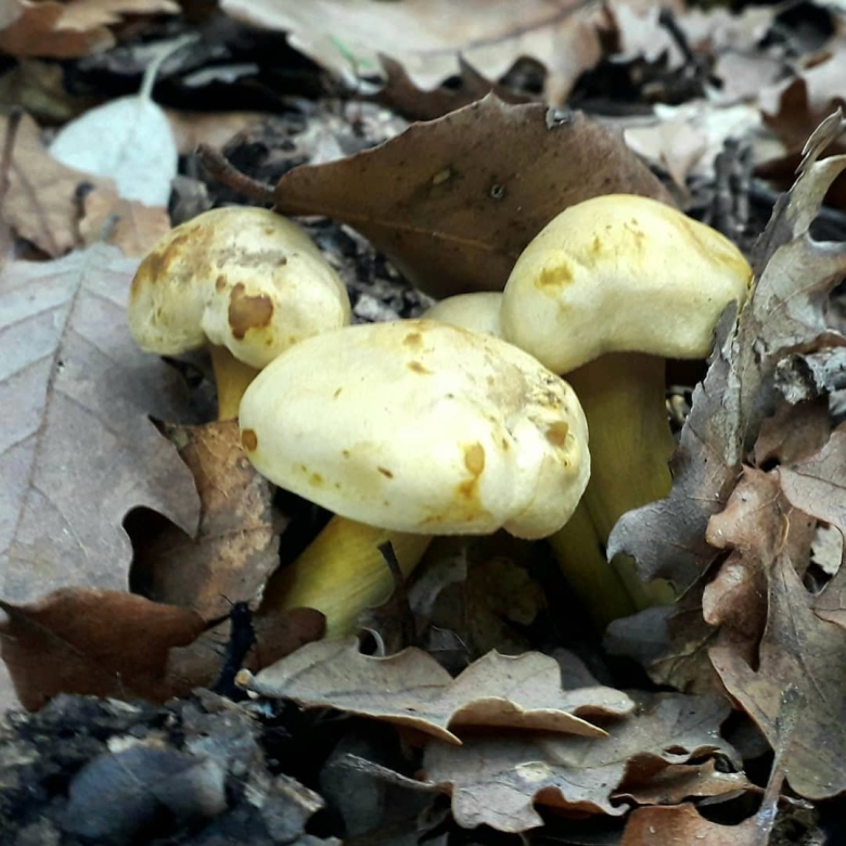 Рядовка серно желтая