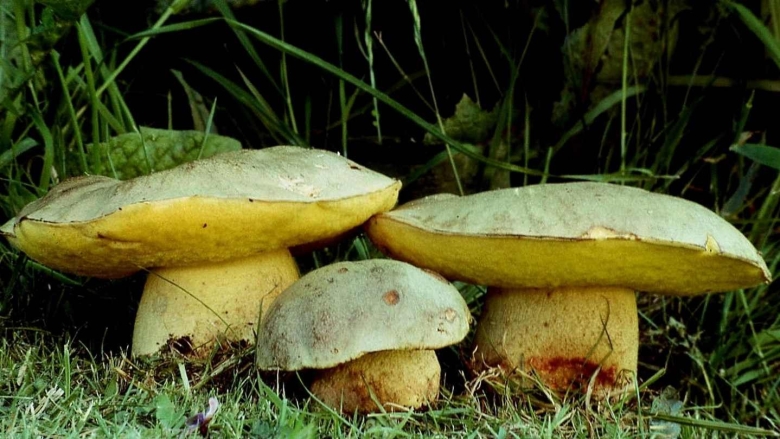 Боровик жёлтый полубелый гриб