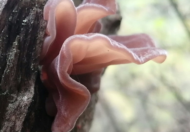 Аурикулярия густоволосистая