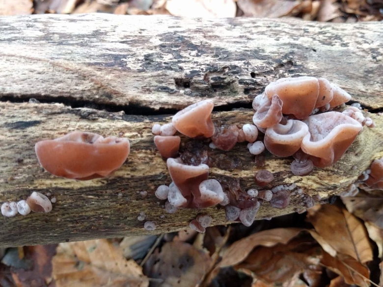 Аурикулярия уховидная