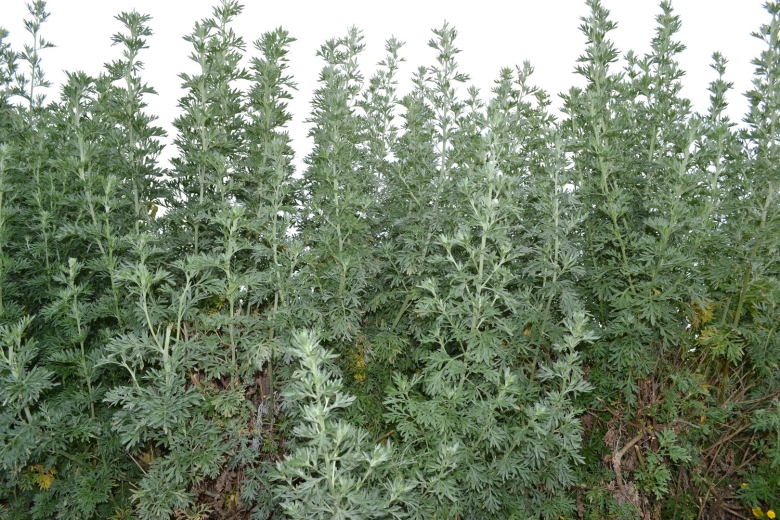 Полынь Artemisia arborescens Powis