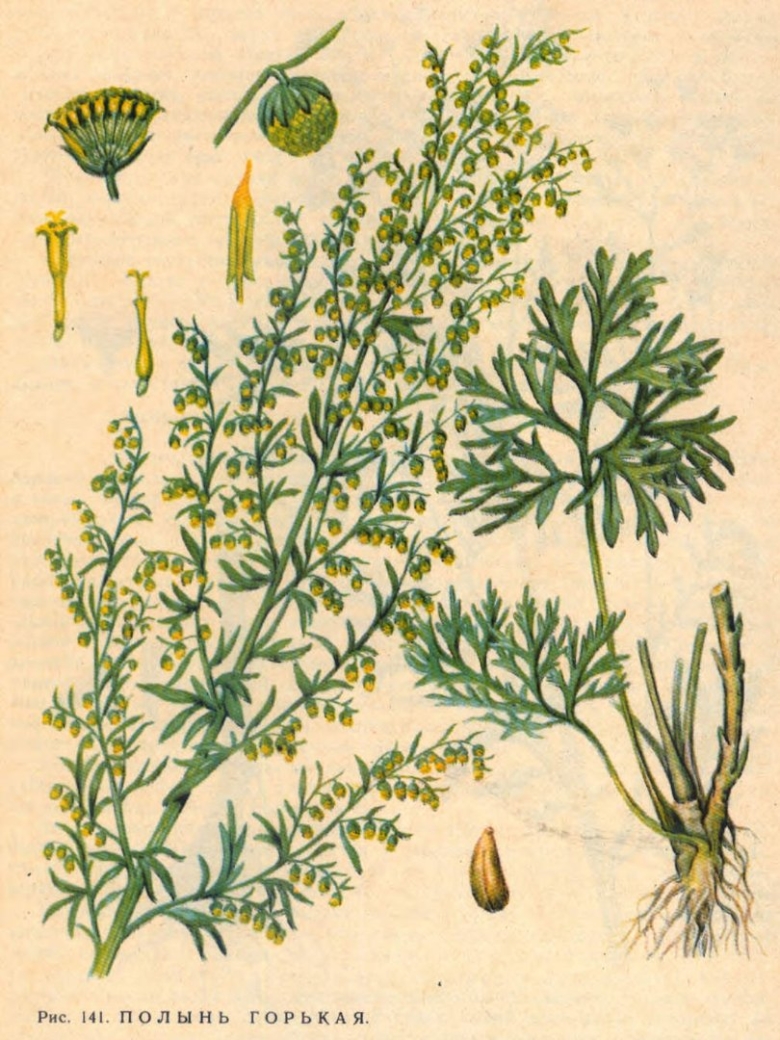Полынь горькая
