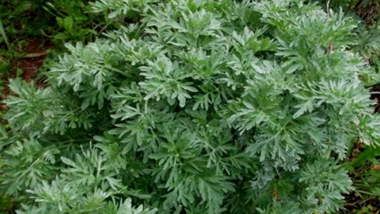 Artemisia absinthium