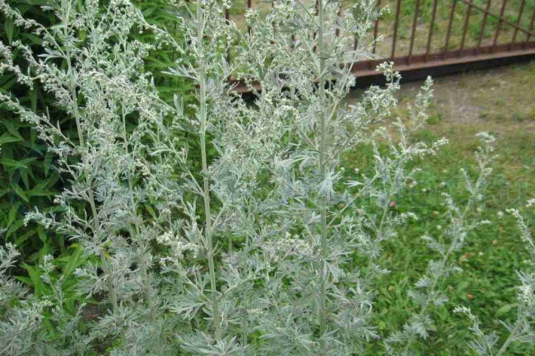 Полынь обыкновенная artemisia vulgaris l.