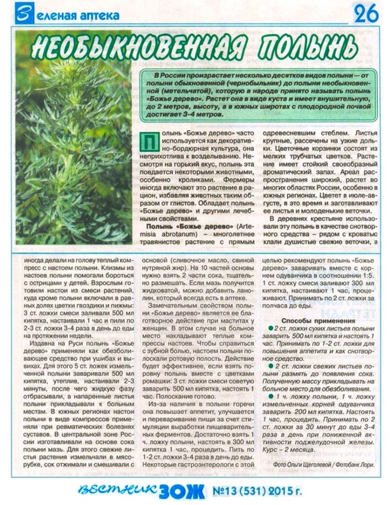 Полынь горькая лечебные