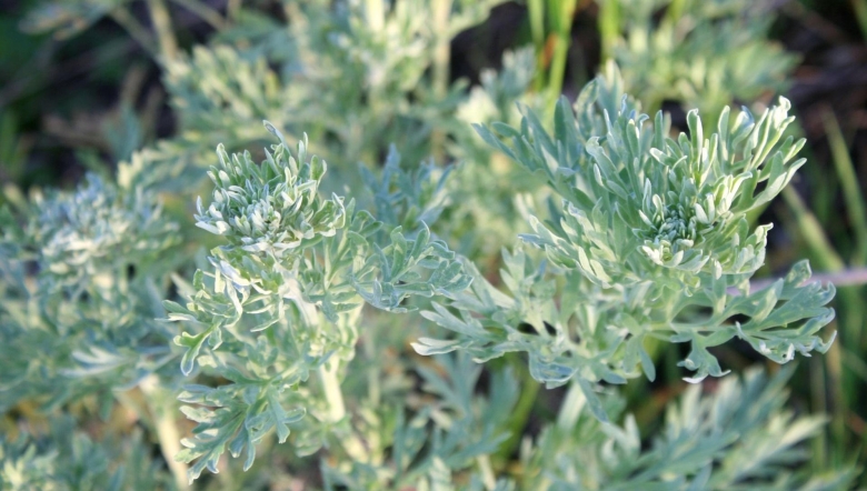 Растение полынь