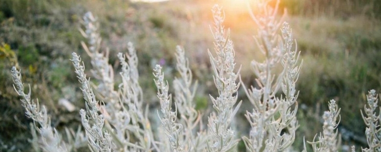 Полынь обыкновенная чернобыльник