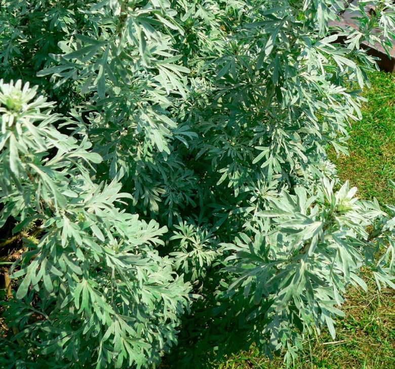 Полынь обыкновенная чернобыльник