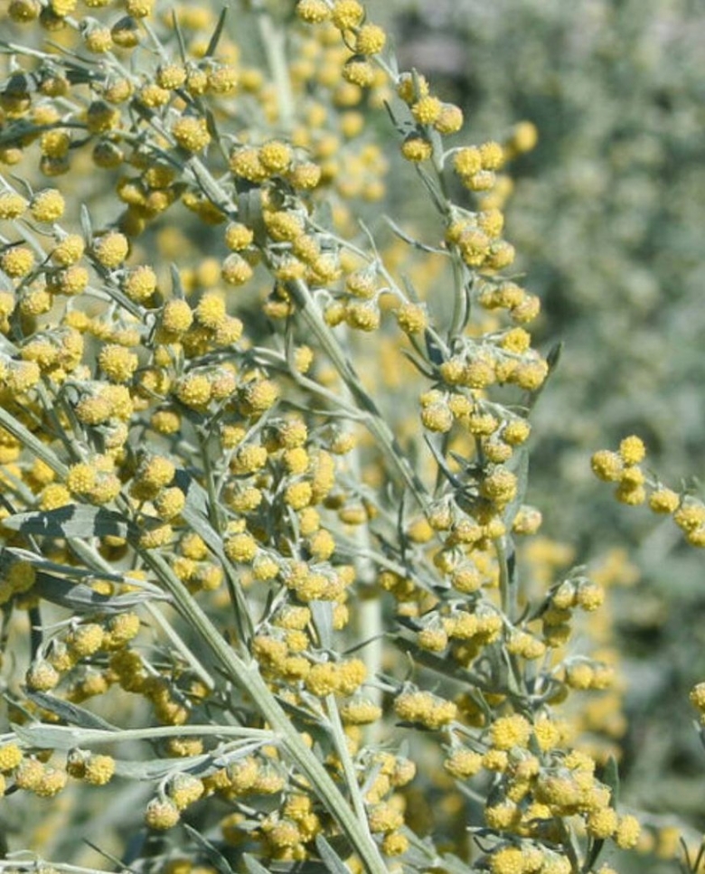 Полынь горькая