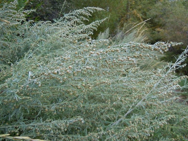 Полынь горькая artemisia absinthium l.