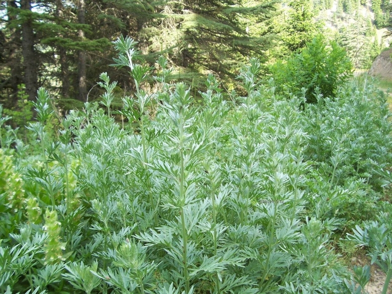 Полынь гибридная Powis Castle