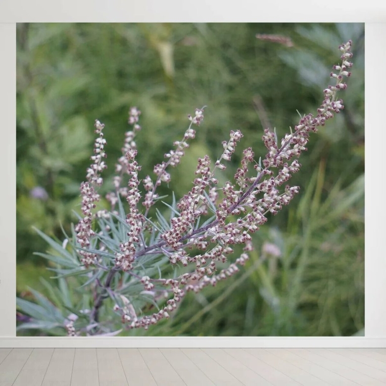 Полынь растения