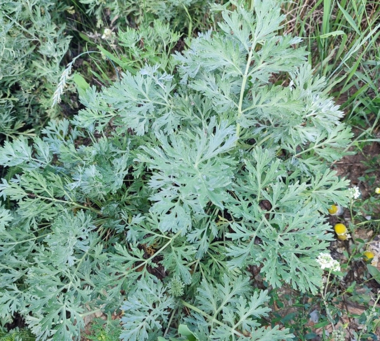 Полынь горькая artemisia absinthium