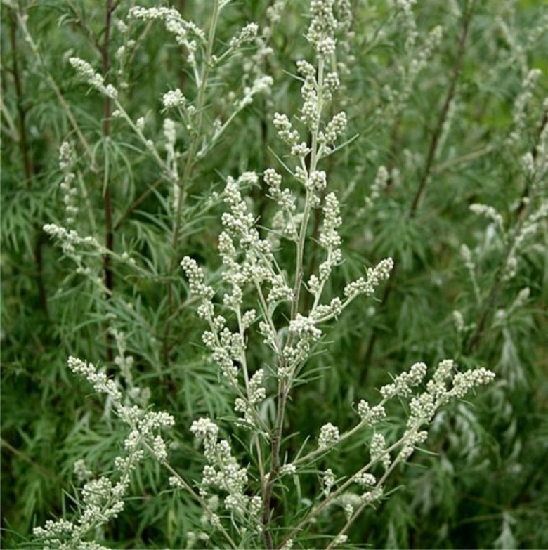 Полынь обыкновенная artemisia vulgaris