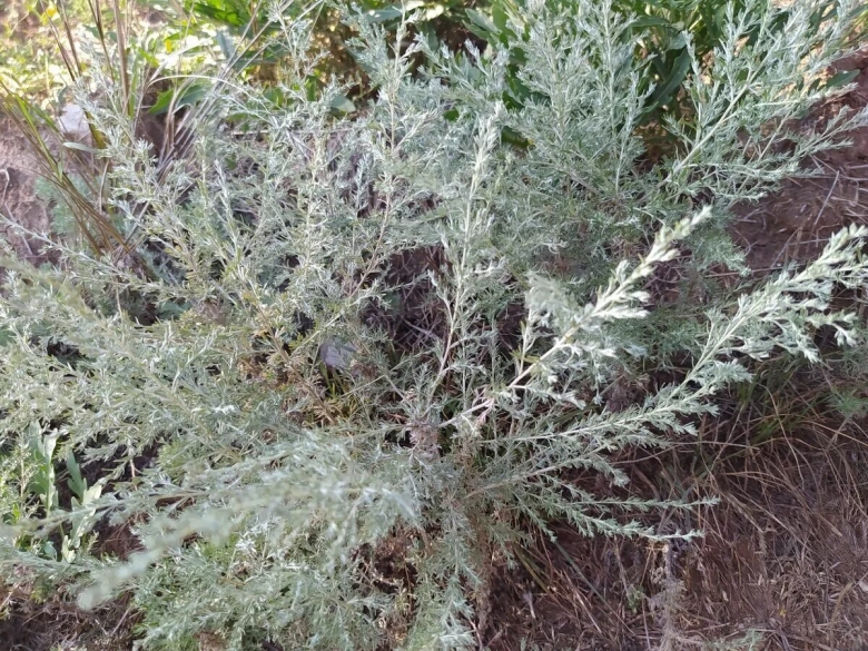 Полынь artemisia maritima