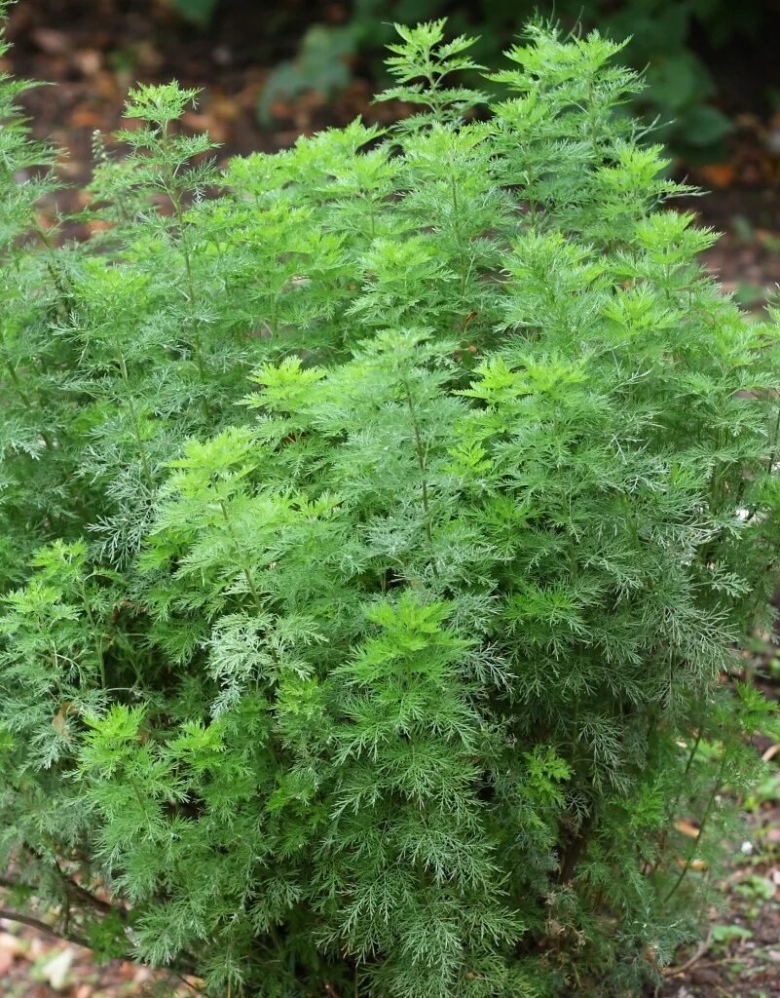 Полынь-абротан(artemisia abrotanum). божье дерево