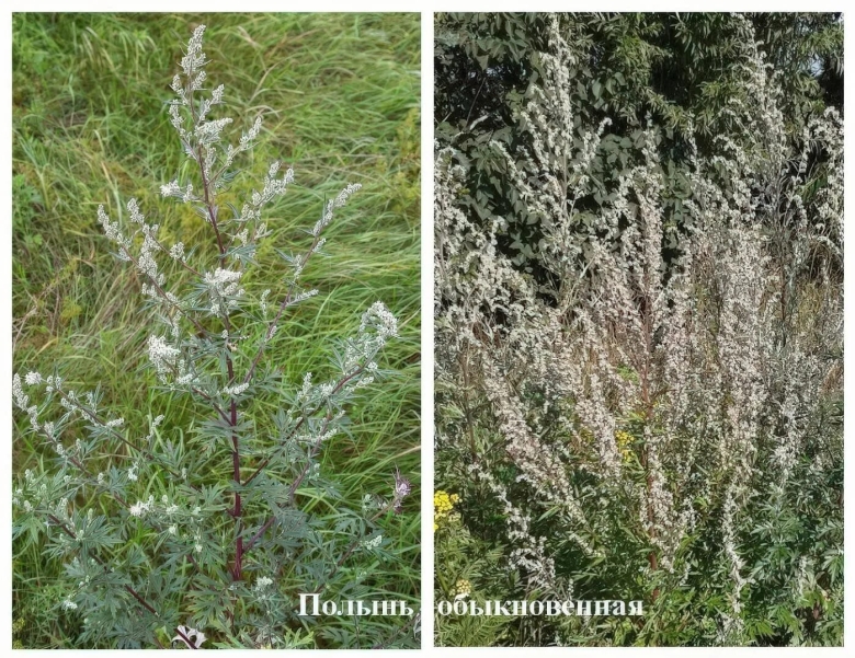 Трава полыни цитварной