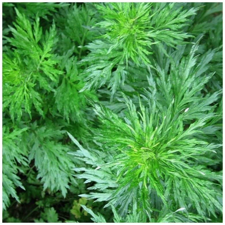 Полынь обыкновенная