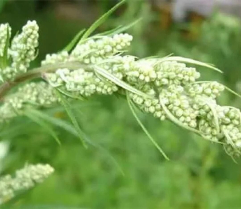 Полынь трава от блох