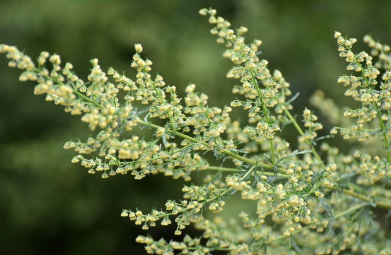 Полынь обыкновенная artemisia annua