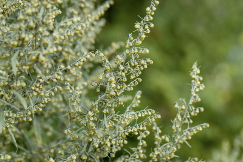 Полынь горькая artemisia absinthium