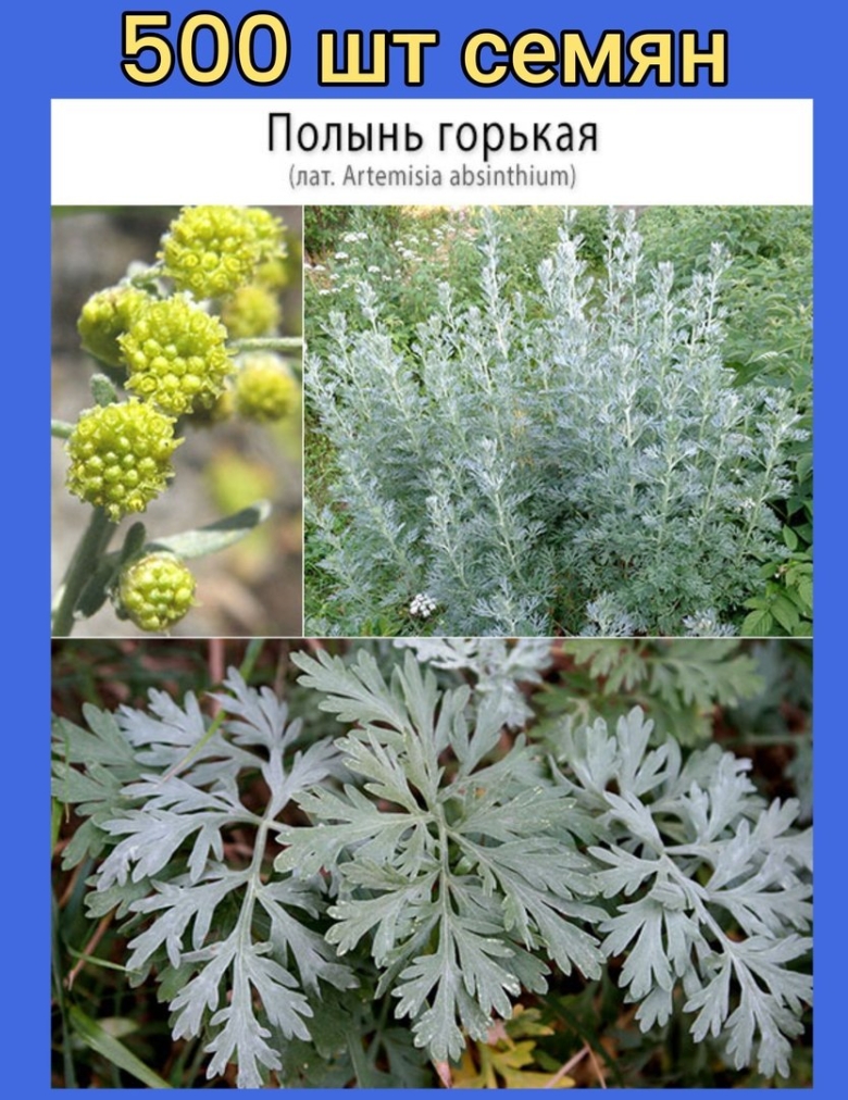 Полынь горькая artemisia absinthium