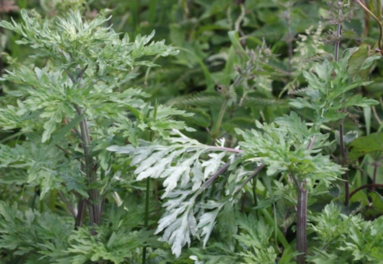 Mugwort (artemisia vulgaris) полынь обыкновенная.