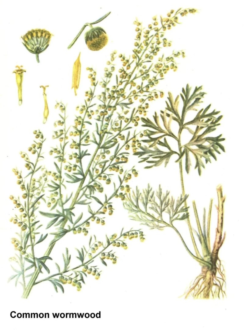 Полынь Сложноцветные