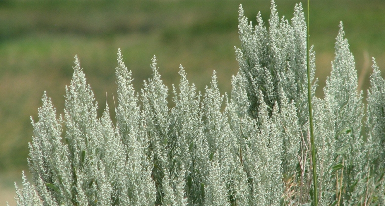 Жусан полынь