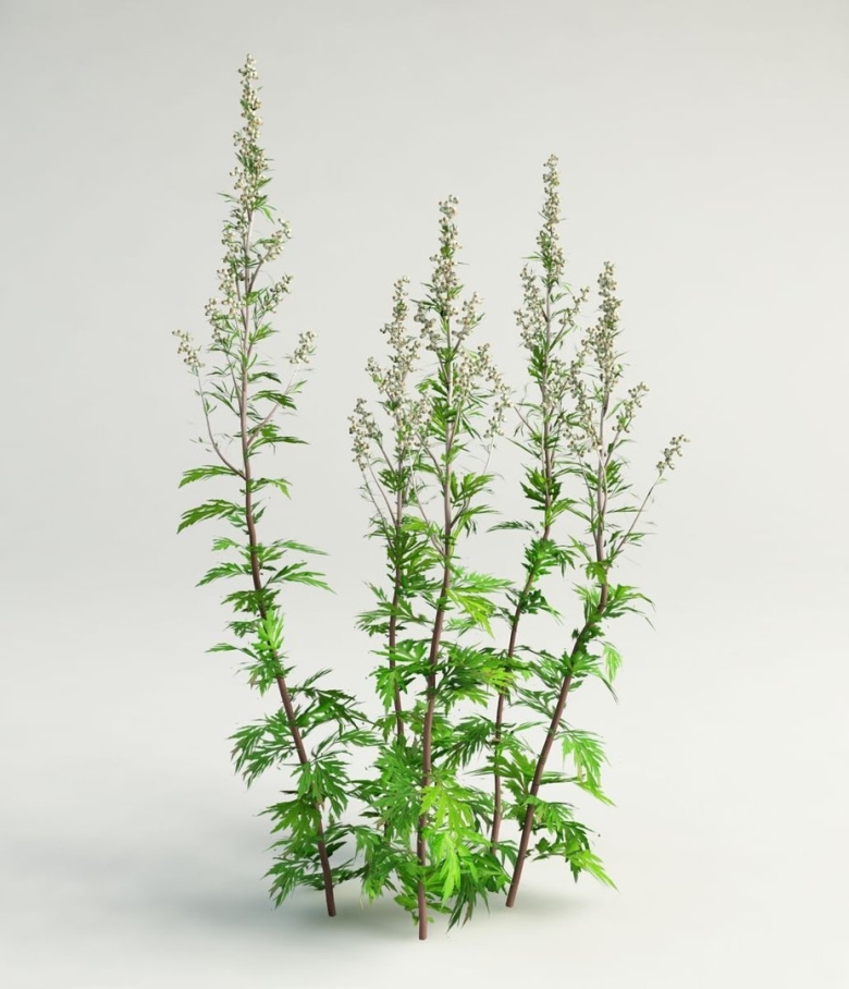 Полынь обыкновенная artemisia vulgaris