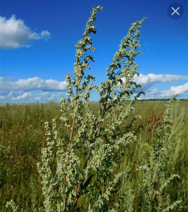Полынь обыкновенная artemisia vulgaris