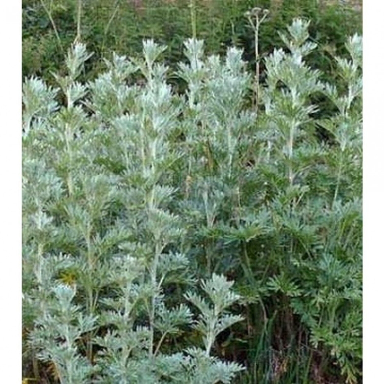 Полынь горькая растение